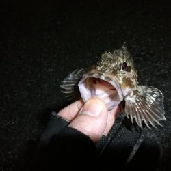 南港へち釣行 （2020/02/15 濃霧の南港ヘチ釣り 真チヌ48cm　ガシラ 釣果有り）