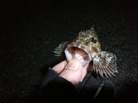 南港へち釣行 （2020/02/15 濃霧の南港ヘチ釣り 真チヌ48cm　ガシラ 釣果有り）