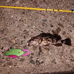 レアタケノコゲットだぜ