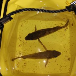 メバルは気まぐれ