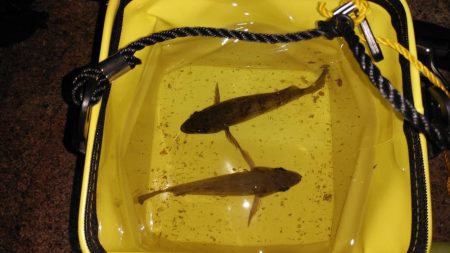 メバルは気まぐれ