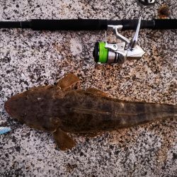 久しぶりにナイスサイズ釣れました