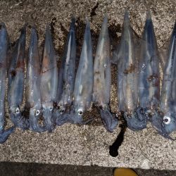 渋い中ポツポツと