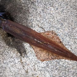 混雑の中小堤防で