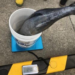 ビンチョウマグロジギング