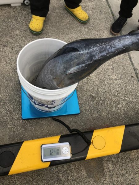 ビンチョウマグロジギング