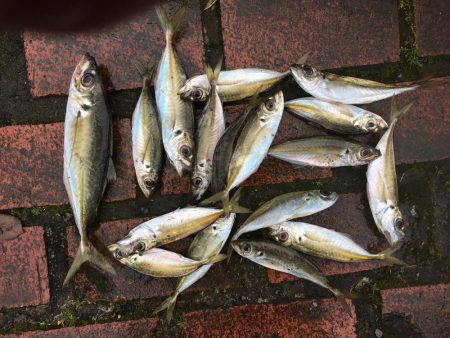 アジ16匹、尺アジ1匹