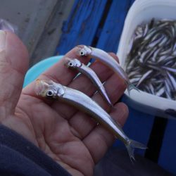 2シーズンぶりの釣果