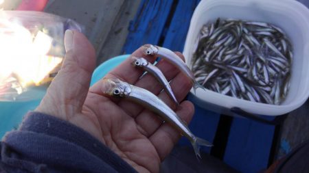 2シーズンぶりの釣果