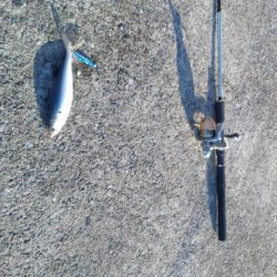 天候が悪く今週はアジも不調　イワシがつれました　下関フィッシングパーク