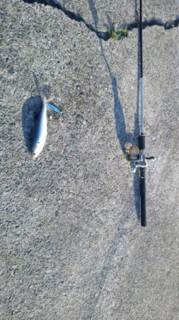 天候が悪く今週はアジも不調　イワシがつれました　下関フィッシングパーク