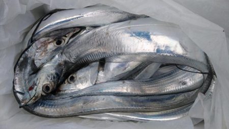 泉州丸 釣果