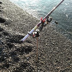 久しぶりにアオリイカでした!!