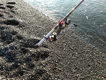 久しぶりにアオリイカでした!!