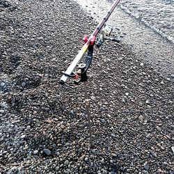 久しぶりのアオリイカでした！！