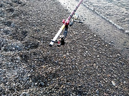 久しぶりのアオリイカでした！！