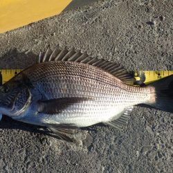 年無しチヌ含めて二桁