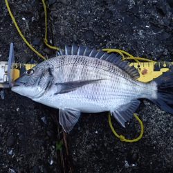 メイタサイズから年無しサイズまで