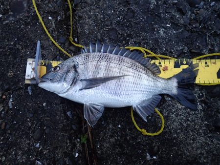 メイタサイズから年無しサイズまで