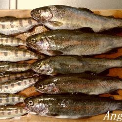 小柿渓谷でアマゴ&ニジマス！