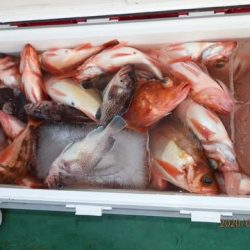 第二むつ漁丸 釣果