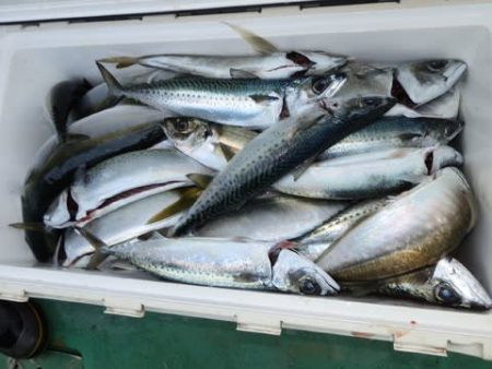 第二むつ漁丸 釣果