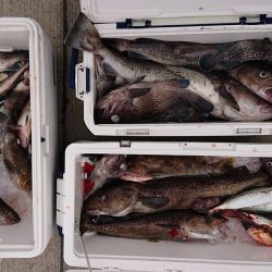 気仙沼　つり丸 釣果