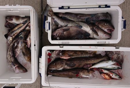 気仙沼　つり丸 釣果