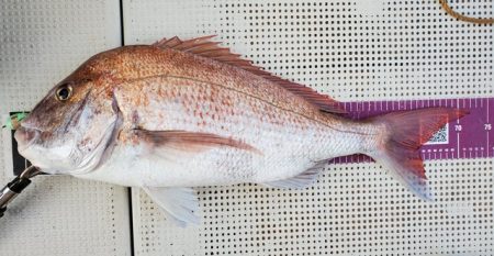 遊漁船　ニライカナイ 釣果