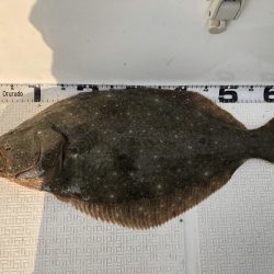 Magic(マジック) 釣果