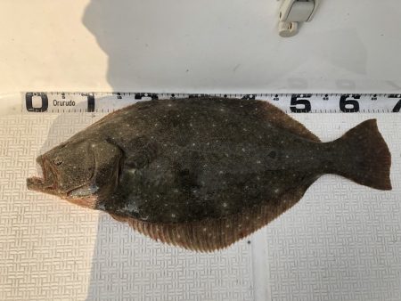 Magic(マジック) 釣果