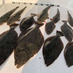 Magic(マジック) 釣果