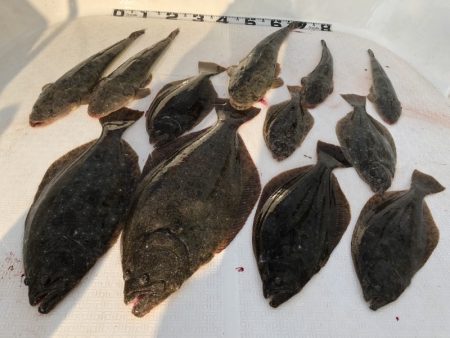 Magic（マジック） 釣果