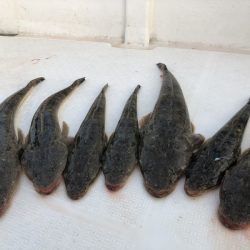 Magic(マジック) 釣果