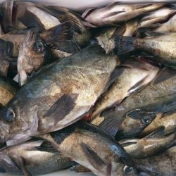 遊漁船 ニライカナイ 釣果