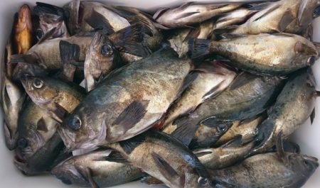 遊漁船 ニライカナイ 釣果