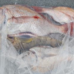 遊漁船 新鋭丸 釣果