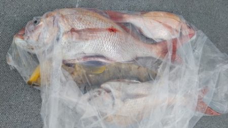 遊漁船 新鋭丸 釣果