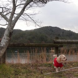 フィッシングレイクたかみや 釣果