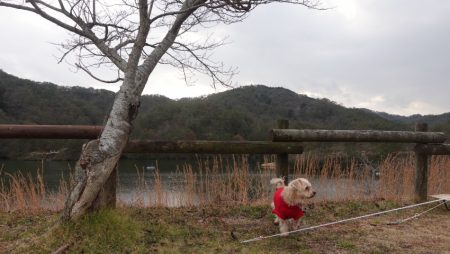 フィッシングレイクたかみや 釣果