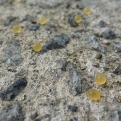 フィッシングレイクたかみや 釣果