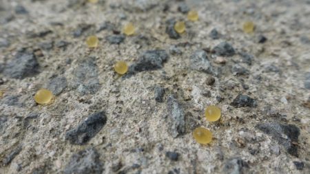 フィッシングレイクたかみや 釣果