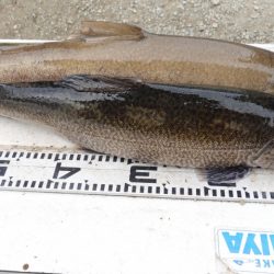 フィッシングレイクたかみや 釣果