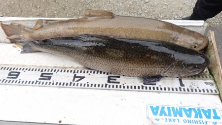 フィッシングレイクたかみや 釣果