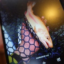 フィッシングレイクたかみや 釣果