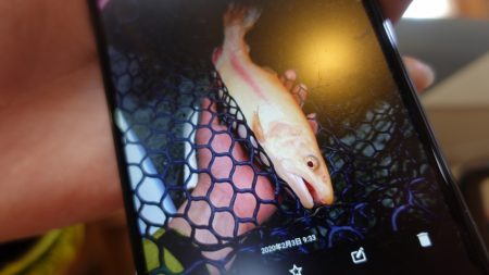 フィッシングレイクたかみや 釣果