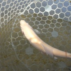 フィッシングレイクたかみや 釣果