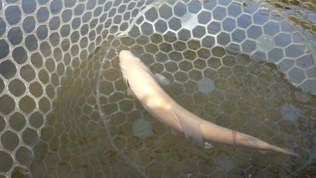 フィッシングレイクたかみや 釣果