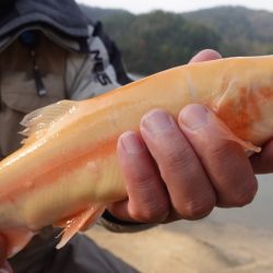 フィッシングレイクたかみや 釣果