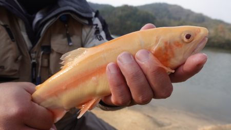 フィッシングレイクたかみや 釣果